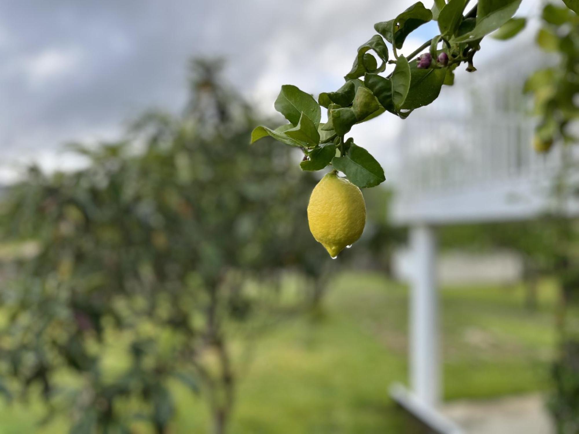 A Casina Casa Rural En Galicia 奥伦塞 外观 照片